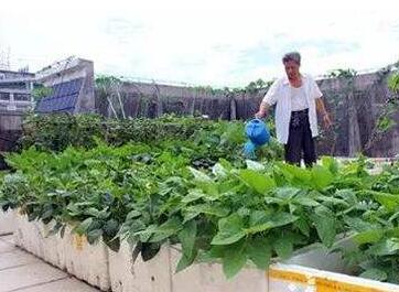 贵阳蔬菜泡沫箱种菜的优点